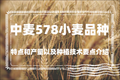<strong>中麦578小麦品种特点和产量以及种植技术要点介绍</strong>