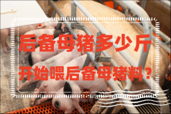 <strong>后备母猪多少斤开始喂后备母猪料?后备母猪养殖要点</strong>