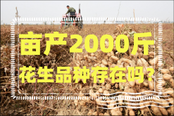 <strong>亩产2000斤花生品种存在吗？如何增产花生呢？</strong>