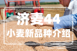 <strong>济麦44小麦新品种特点和产量以及种植技术要点介绍</strong>