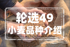 <strong>轮选49小麦品种介绍</strong>