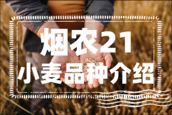 <strong>烟农21小麦品种特点和产量以及种植技术要点介绍</strong>