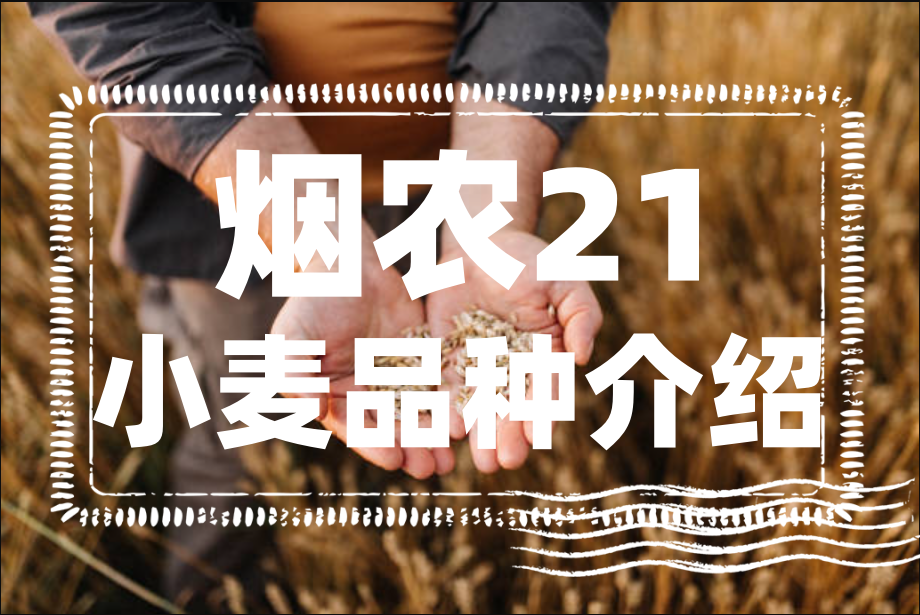 烟农21小麦品种特点和产量以及种植技术要点介绍