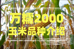 <strong>种植万糯2000玉米时要注意什么？万糯2000玉米品种介绍</strong>