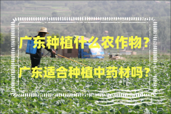 <strong>广东种植什么农作物？广东适合种植中药材吗？</strong>