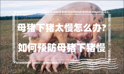 <strong>母猪下猪太慢怎么办?如何预防母猪下猪慢</strong>