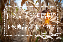 <strong>什么是玉米穗腐病？玉米穗腐病的防治方法</strong>