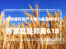 <strong>在找矮杆高产大穗小麦品种吗？郑麦618小麦可能是你要找的</strong>