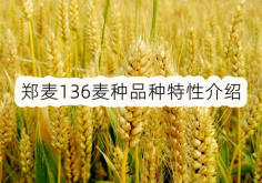 <strong>郑麦136小麦产量高吗？郑麦136麦种品种特性介绍</strong>