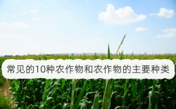 <strong>农作物都有哪些？常见的10种农作物和农作物的主要种类</strong>