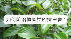 <strong>如何防治植物类的病虫害？病虫害防治要点</strong>