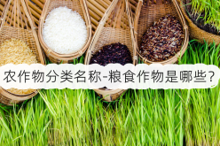 <strong>农作物分类名称-粮食作物是哪些？</strong>
