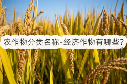 <strong>农作物分类名称-经济作物有哪些？</strong>