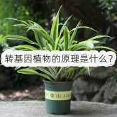 <strong>转基因植物的原理是什么？</strong>