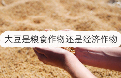 <strong>大豆是粮食作物还是经济作物?</strong>