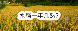 <strong>水稻一年几熟？各地区种植水稻时间差异</strong>