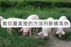<strong>教你最直接的方法判断猪高热</strong>