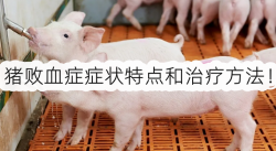 <strong>怎样判断猪是否得了败血症？猪败血症症状特点和治疗方法！</strong>