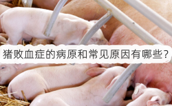 <strong>猪败血症的病原和常见原因有哪些？</strong>