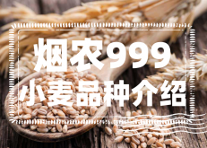 <strong>烟农999抗病性强吗？烟农999小麦品种介绍</strong>
