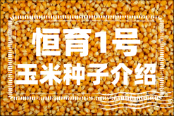 <strong>恒育1号玉米特点是什么？恒育1号玉米种子介绍</strong>