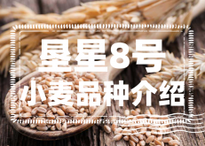 <strong>垦星8号小麦怎么样？垦星8号小麦品种介绍</strong>