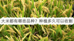 <strong>大米都有哪些品种？种植多久可以收割</strong>