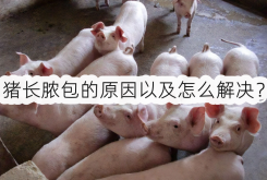 <strong>猪长脓包的原因以及怎么解决？</strong>