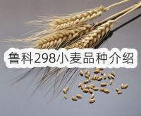 鲁科298小麦品种介绍