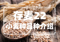 <strong>存麦22小麦产量有多少？存麦22小麦种品种介绍</strong>