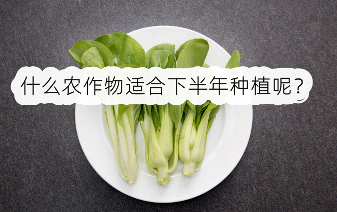 什么农作物适合下半年种植呢?