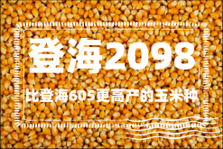 <strong>比登海605更高产的玉米种是什么？登海2098玉米品种介绍</strong>
