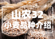 山农32小麦有什么特点？山农32小麦品种介绍