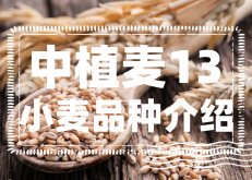 <strong>中植麦13小麦怎么样？中植麦13小麦品种介绍</strong>