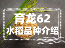 <strong>育龙62的成品质量好不好？育龙62水稻品种介绍</strong>