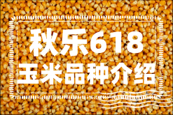 <strong>秋乐618玉米怎么样？秋乐618玉米品种介绍</strong>