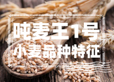 <strong>怎样分辨吨麦王1号小麦？吨麦王1号小麦品种特征</strong>