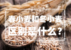 <strong>春小麦和冬小麦的区别是什么？</strong>