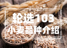 <strong>轮选103小麦的特点是什么？轮选103小麦品种介绍</strong>
