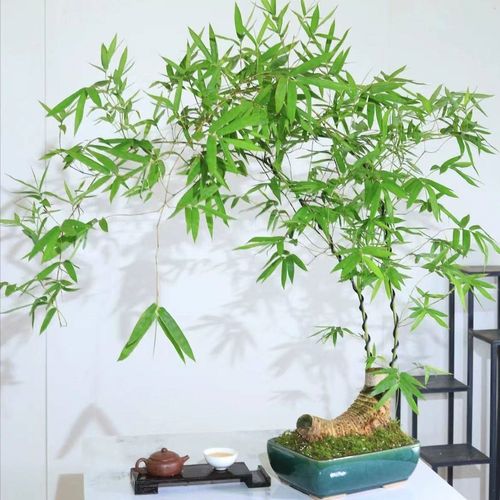 小叶簕竹盆景在家养殖要点