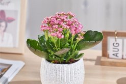 <strong>养的长寿花怎么催花？</strong>