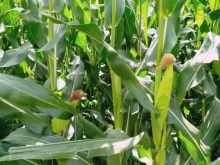 <strong>玉米大豆带状复合种植的原理</strong>