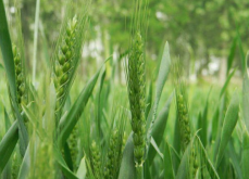 <strong>峰川18号小麦品种特性介绍！</strong>