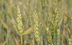 小麦品种-中植麦13的特点介绍