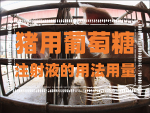 <strong>怎样给猪注射葡萄糖？猪用葡萄糖注射液的用法用量</strong>