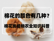 <strong>棉花的颜色有几种？棉花类植物农业知识科普（2022已更新）</strong>