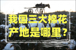 <strong>我国三大棉花产地是哪里？棉花农业知识科普</strong>