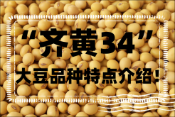 <strong>齐黄34品质怎么样？大豆品种“齐黄34”特点介绍！</strong>
