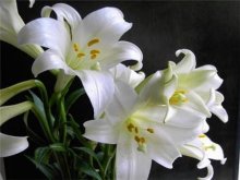 <strong>百合花水培用什么营养液好？</strong>