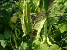 <strong>种植豆角想增产，记得打顶摘心</strong>